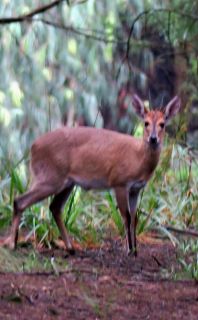 MBwildlife2