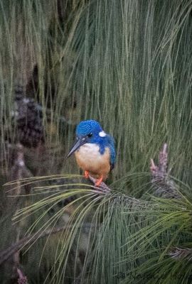 MBwildlife3