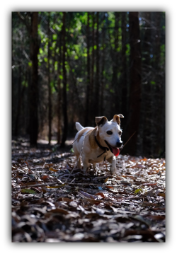 Dog Reg 1 resize2 Dog Reg 1 resize2
